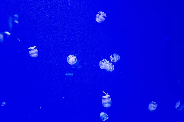 Top mermisi denizanası — Stok fotoğraf