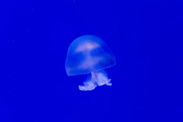 Cannonball medúzy — Stock fotografie