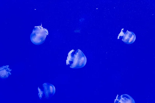Ágyúgolyó medúza — Stock Fotó