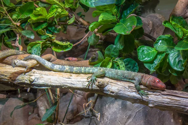 Tropical lizard — Stock Photo, Image