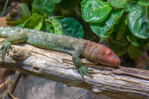 Lagarto tropical — Foto de Stock