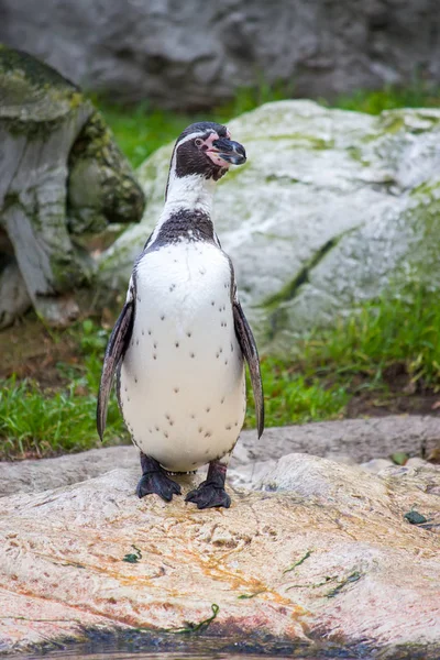 フンボルトペンギン、スフェニスカス・フンボルッティまたはペルーペンギン — ストック写真