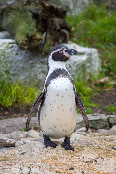 フンボルトペンギン、スフェニスカス・フンボルッティまたはペルーペンギン — ストック写真