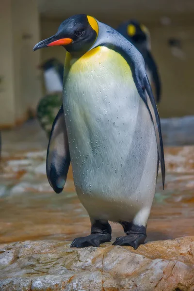 王のクローズ アップ ペンギン — ストック写真