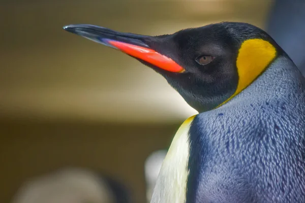 Großaufnahme von Königspinguin — Stockfoto