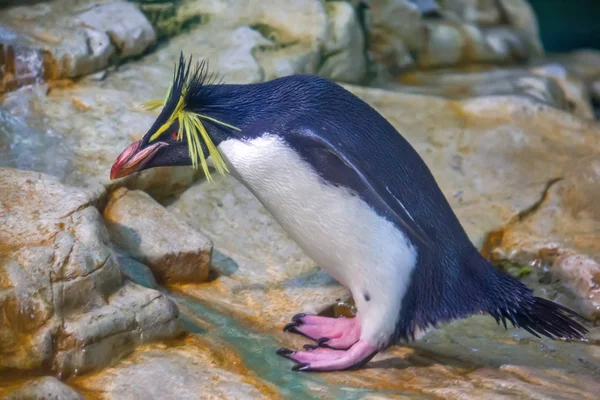 Macaroni-pinguïn — Stockfoto