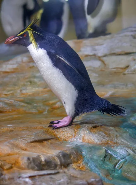 マカロニ ペンギン — ストック写真