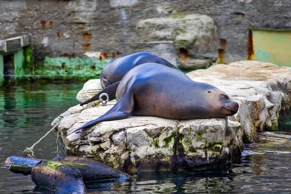 Californië zeeleeuw — Stockfoto