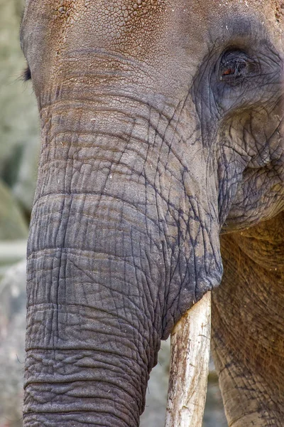 Elefante retrato de primer plano — Foto de Stock