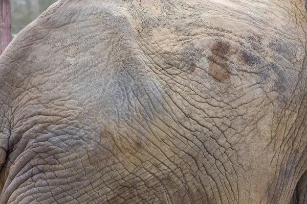 El primer plano de los elefantes la piel arrugada — Foto de Stock
