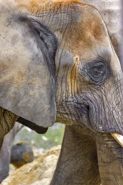 Elefante retrato de primer plano — Foto de Stock