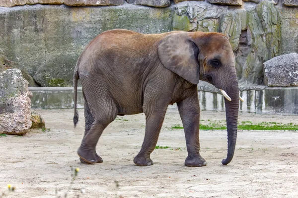 Elefante retrato de primer plano — Foto de Stock