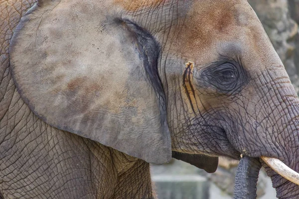 Elefante retrato de primer plano — Foto de Stock