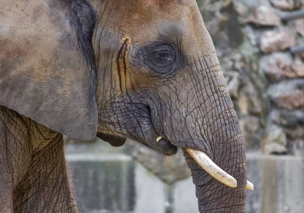 Elefante retrato de primer plano — Foto de Stock