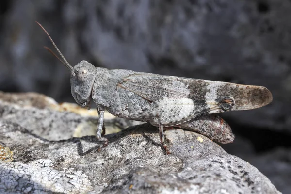 Longhorn Band-křídlo kobylka, Psinidia fenestralis — Stock fotografie