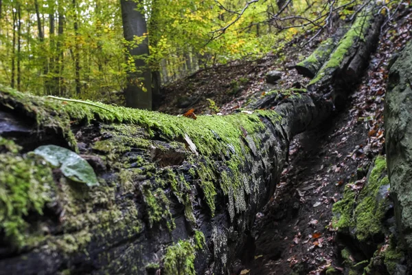 Moss creciendo en el árbol caído en el bosque — Foto de Stock