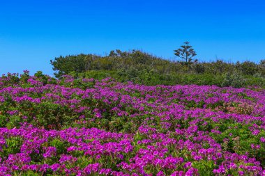 Cabo da Roca, Portekiz - Avrupa'nın en batı noktası