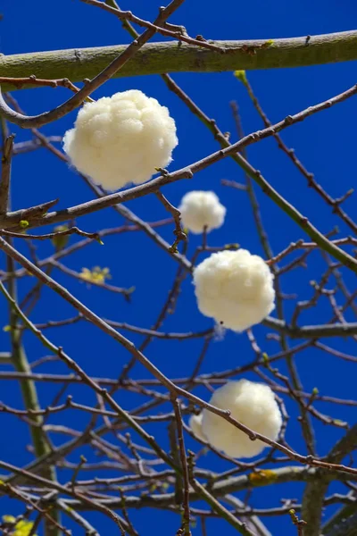 Tree och blommor av Silk tandtråd Tree, Ceiba insignis, chorisia SP — Stockfoto