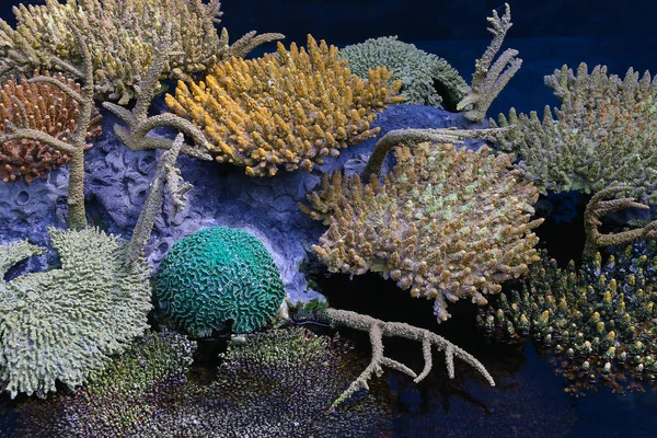 Colorido arrecife de coral bajo el agua — Foto de Stock