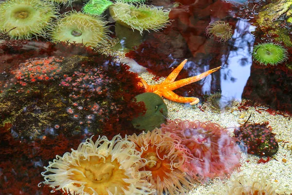 Farbenfrohe Korallenriffe unter Wasser — Stockfoto