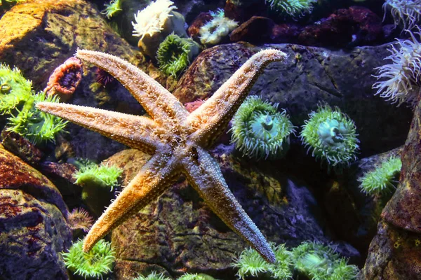 Kleurrijk koraalrif onderwater — Stockfoto