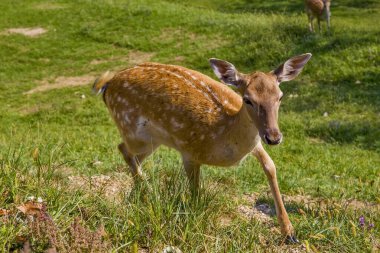 Yeşil tarlada Roe geyiği