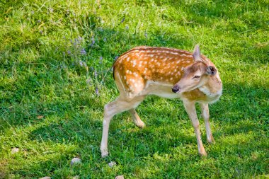 Yeşil tarlada Roe geyiği