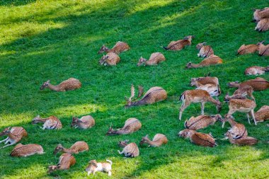 Yeşil alanda bir grup geyik.