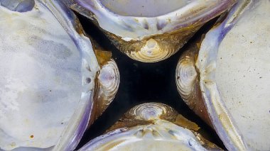 Mikroskop altında kabuk