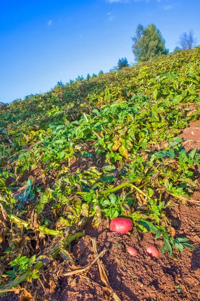 Champ Pommes Terre Sur Sol Rouge — Photo