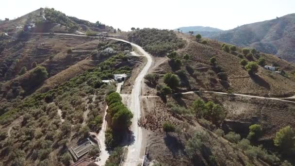 Tiro Aéreo Rebanho Ovelhas Uma Paisagem Ensolarada Espanha — Vídeo de Stock