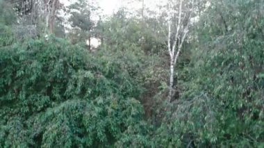 Hava uçak atış günbatımı Hollandalı peyzaj, eğimli