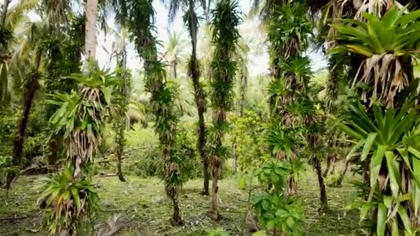 Imágenes Diurnas Árboles Playa — Vídeos de Stock