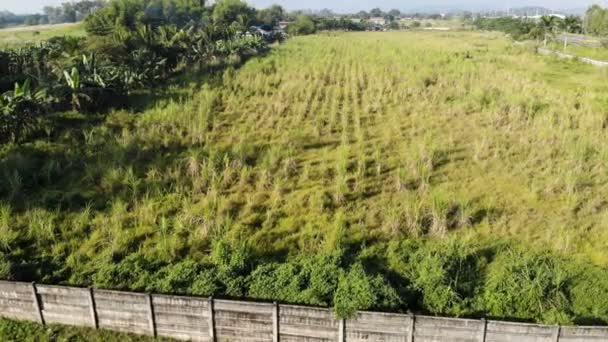 Imágenes Del Paisaje Del Prado Holanda — Vídeo de stock