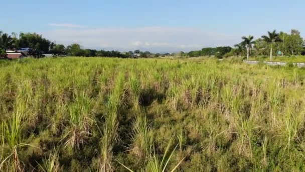 Imágenes Del Paisaje Del Prado Holanda — Vídeo de stock