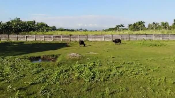 野原と牛の田舎の風景 — ストック動画