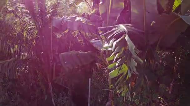 Niesamowite Nagranie Krajobraz Las — Wideo stockowe