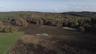 Koyunları Bentheim kale içinde