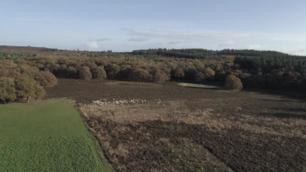 Sheeps in castle of Bentheim — Stock Video