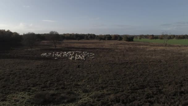 Овцы в замке Бентхайм — стоковое видео
