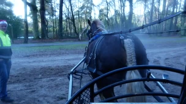 Поездка Лошадью Через Голландский Пейзаж — стоковое видео