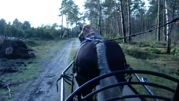 Rit Met Paard Door Nederlands Landschap — Stockvideo