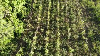 Çayır manzara görüntüleri Hollanda