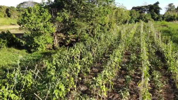 Imágenes Del Paisaje Del Prado Holanda — Vídeos de Stock