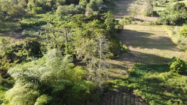 Imagens Incríveis Paisagem Florestal — Vídeo de Stock