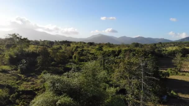 惊人的森林景观镜头 — 图库视频影像