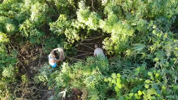 Haak Cassave Plantage Het Platteland Filippijnen Antenne — Stockvideo