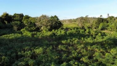 Filipinler'de inanılmaz orman manzara görüntüleri 