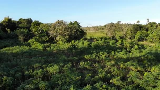 Imagens Incríveis Paisagem Florestal Nas Filipinas — Vídeo de Stock