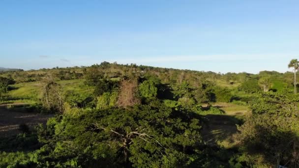 Niesamowite Zdjęcia Krajobrazu Lasu Filipinach — Wideo stockowe